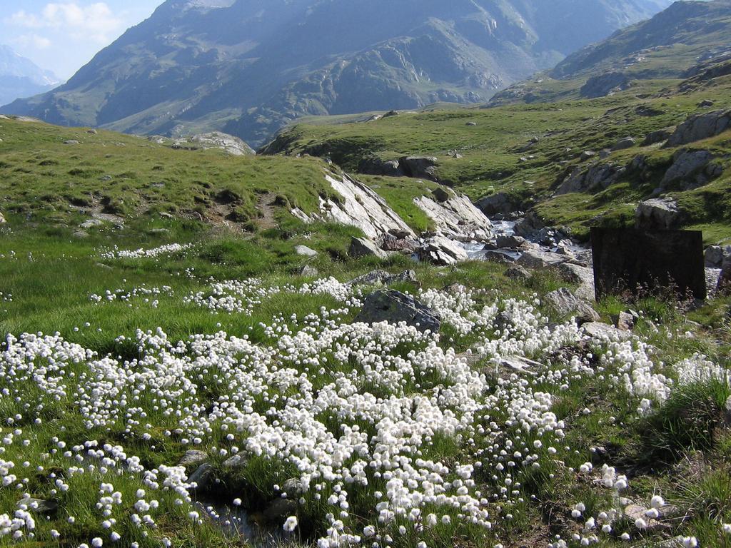 Albergo Thurwieser Santa Caterina Valfurva Dış mekan fotoğraf